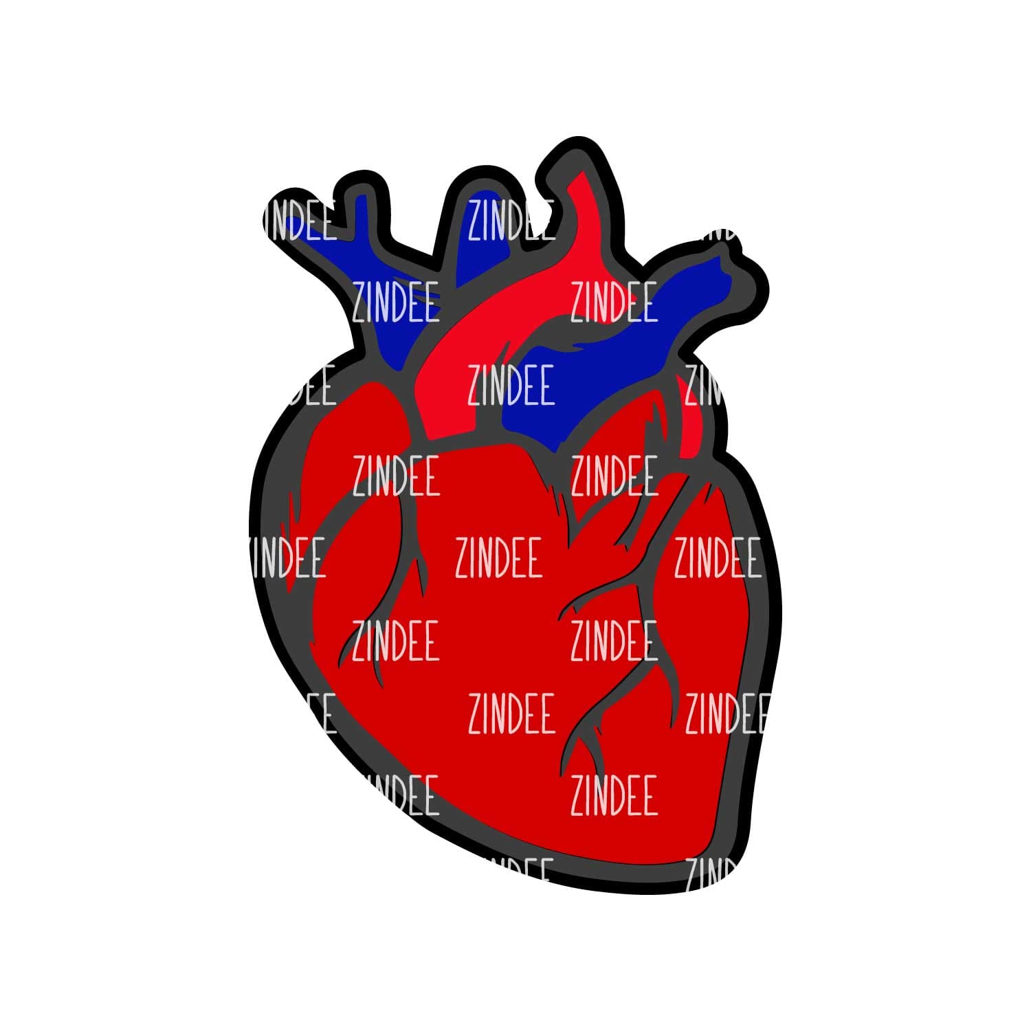 Anatomical Heart Acrylic Blank